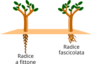 Radice (botanica) - botanica